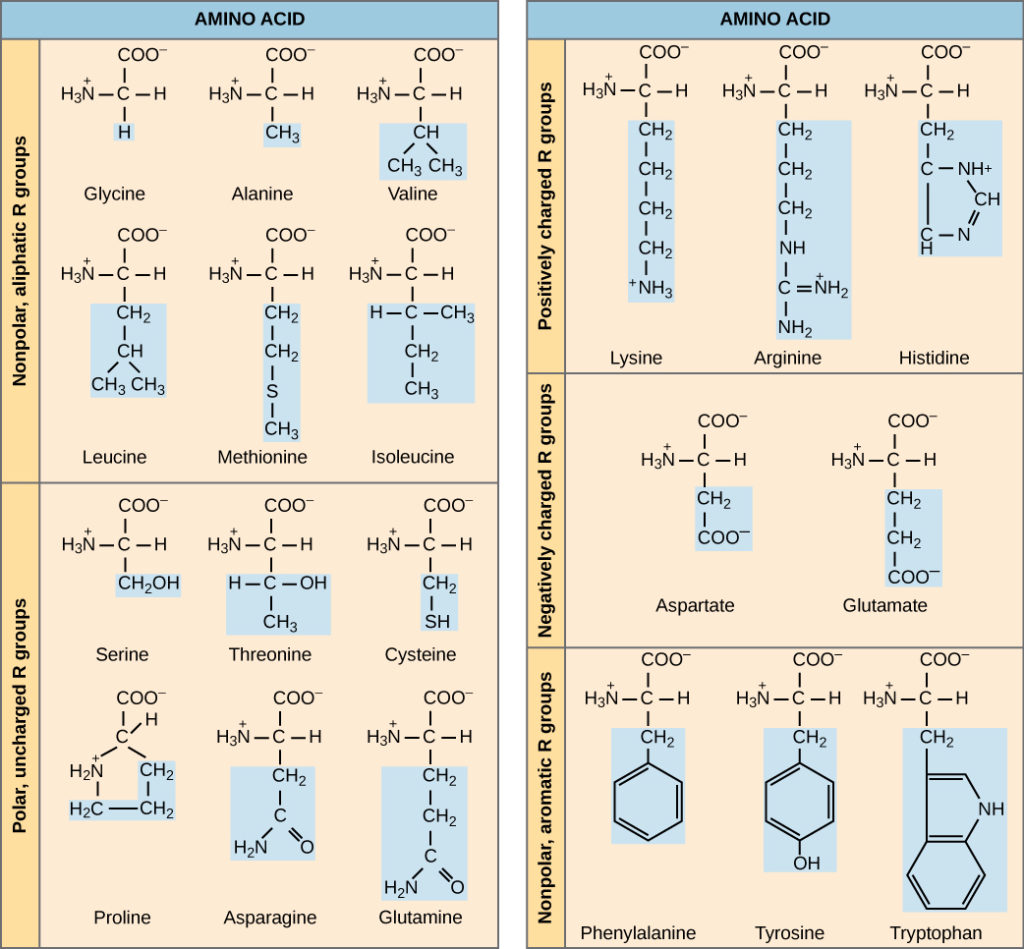 Basic properties of amino acids